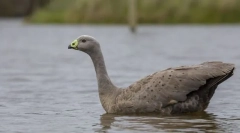 Курячий гусак